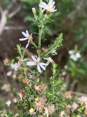 Olearia microphylla