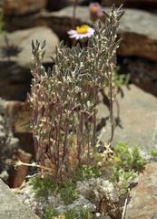 Draba californica