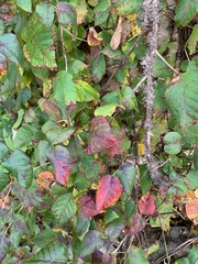 Toxicodendron radicans