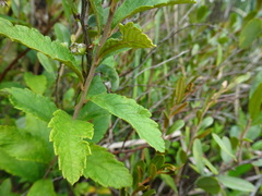 Spiraea tomentosa