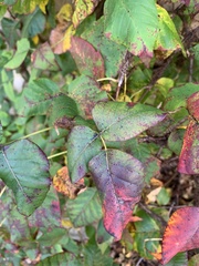 Toxicodendron radicans