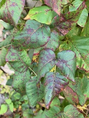 Toxicodendron radicans