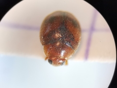 Scymnus subvillosus