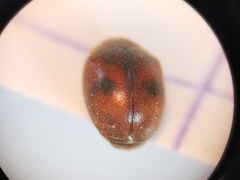 Scymnus subvillosus