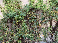 Toxicodendron radicans