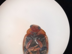 Scymnus subvillosus
