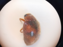 Scymnus subvillosus