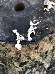 Xylaria flabelliformis