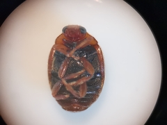 Scymnus subvillosus