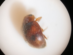 Scymnus subvillosus