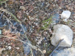 Jasione sessiliflora