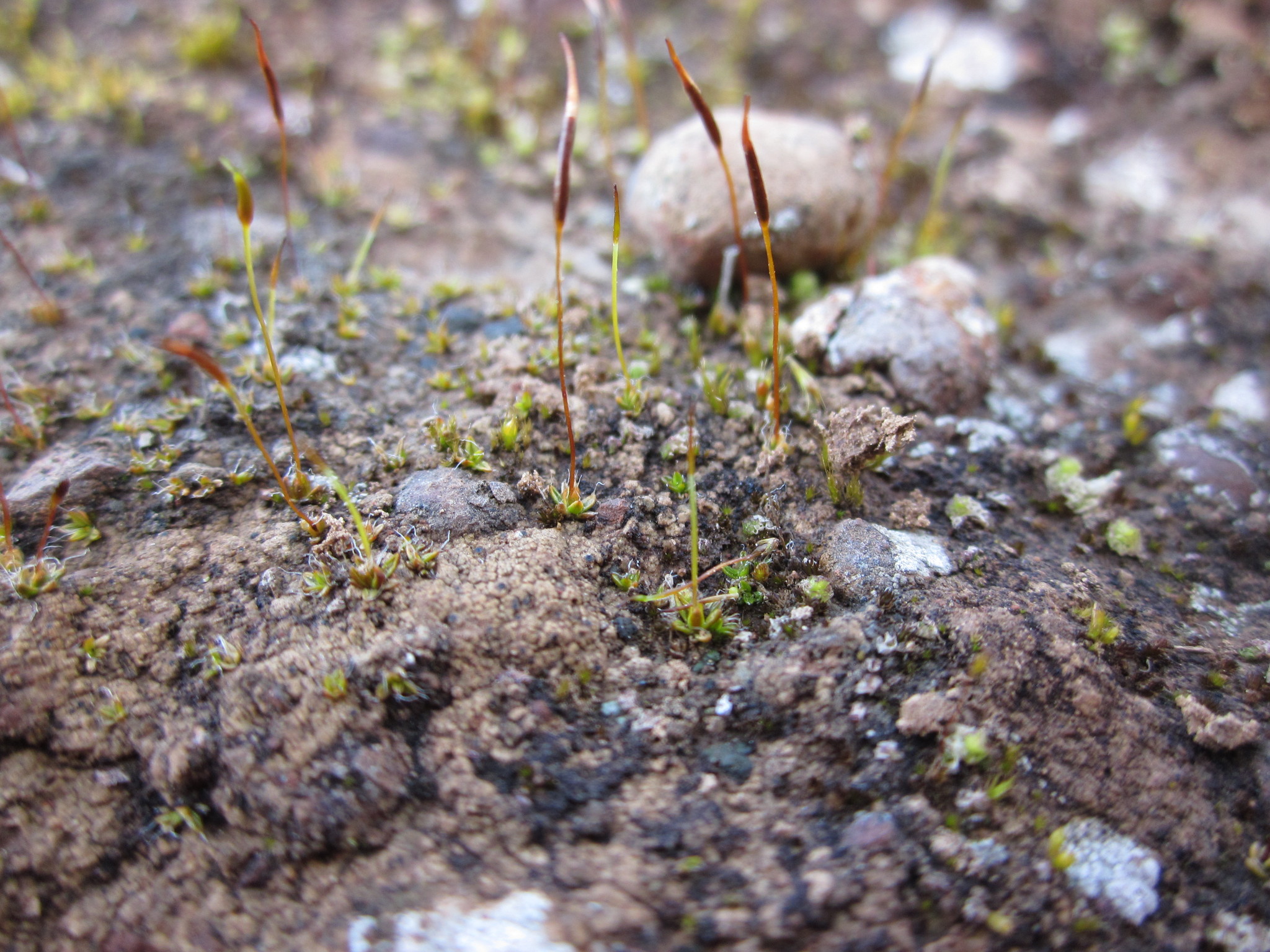 Aloina bifrons