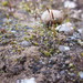 Aloina bifrons - Photo (c) Ben Carter, algunos derechos reservados (CC BY-NC), subido por Ben Carter
