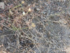 Petrorhagia prolifera