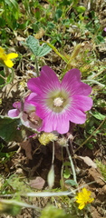 Alcea acaulis