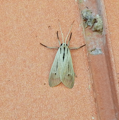 Agaraea semivitrea