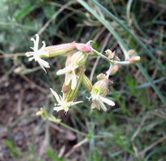 Silene spergulifolia