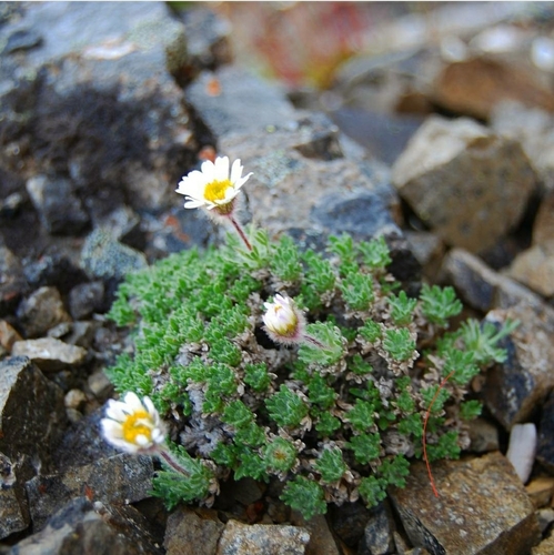 Image of Erigeron salishii by no rights reserved