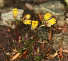 Draba carnosula