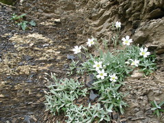 Cerastium dagestanicum