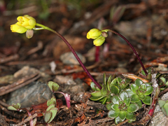Draba carnosula