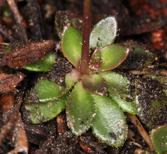 Draba carnosula