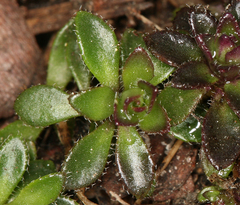 Draba carnosula