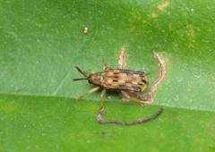 Sumitrosis inaequalis