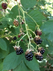 Candicantes