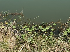 Hydrocotyle ranunculoides