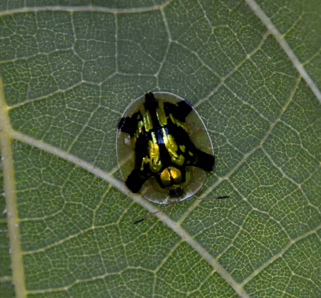 Deloyala zetterstedti