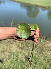 Hydrocotyle ranunculoides