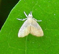 Glaphyria peremptalis