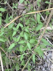 Urtica perconfusa