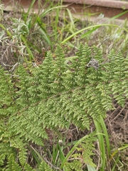 Cheilanthes hirta