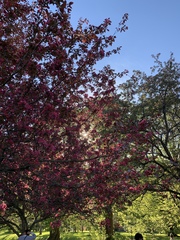 Magnoliopsida