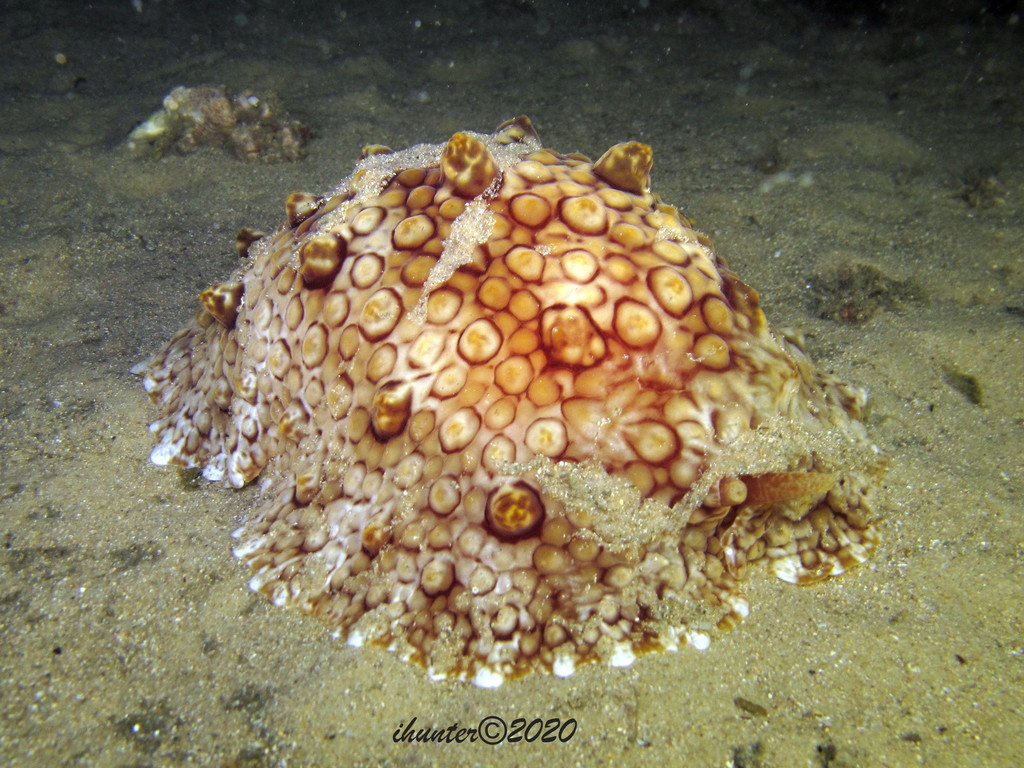 Hill's side-gill slug