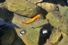 Xiphophorus variatus