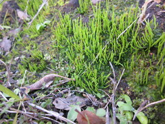 Paraphymatoceros pearsonii