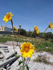 Tithonia tubaeformis