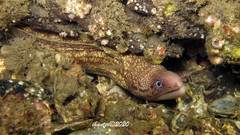 Gymnothorax cribroris