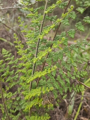 Cheilanthes hirta