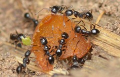 Pheidole tetra