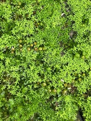 Physcomitrium immersum