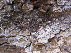 Frullania catalinae