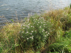 Symphyotrichum × salignum