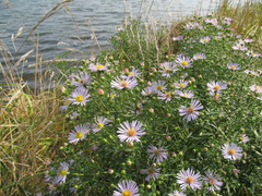 Symphyotrichum × salignum