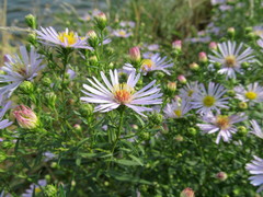 Symphyotrichum × salignum
