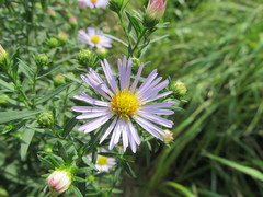 Symphyotrichum × salignum