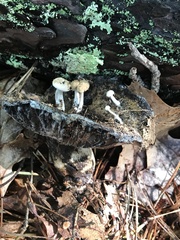 Russula dissimulans
